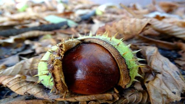 4 Unterschiede zwischen Esskastanien & Rosskastanien