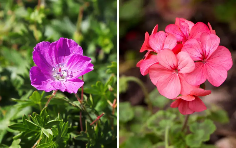 Geranien vs Pelargonien – Was ist der Unterschied?