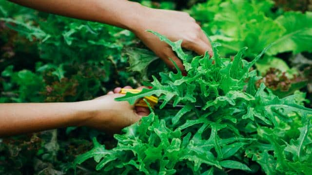 Schnitt- & Pflücksalat: Alles zum Anbau und den besten Sorten