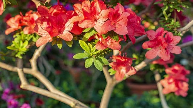 Unterschied zwischen Azaleen und Rhododendren