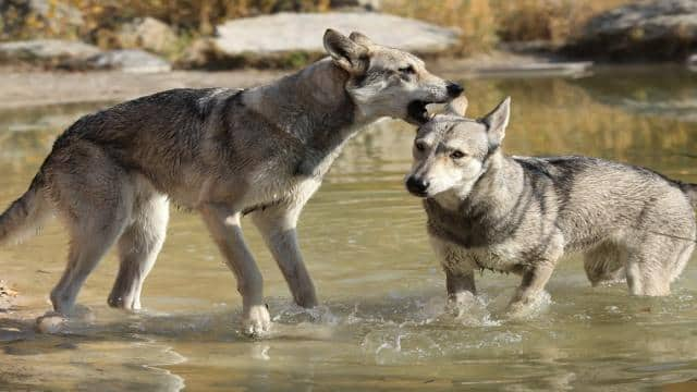 Saarloos Wolfhund