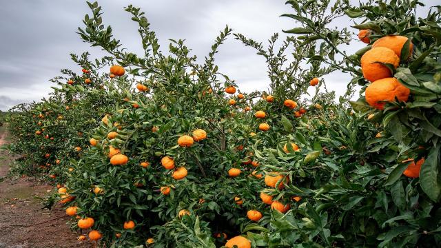 Mandarinen, Clementinen, Satsumas: Die Unterschiede