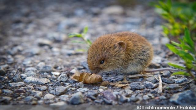 Wühlmaus, Schermaus oder Ratte? | Jetzt richtig erkennen