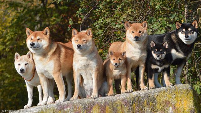 Hachiko und Co. – Über Shiba Inu, Akita und andere japanische Hunderassen