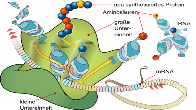 Genetik: Proteinbiosynthese - Transkription und Translation