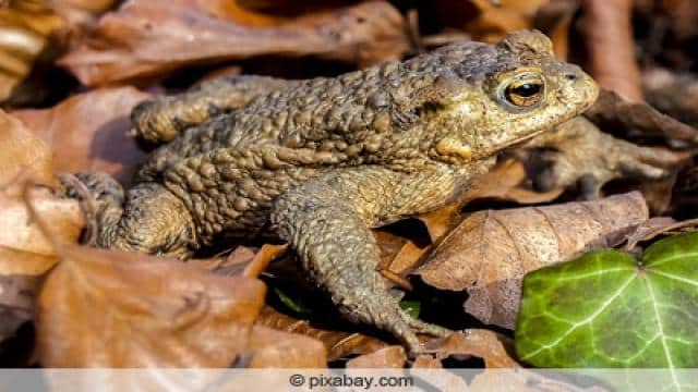 Froscharten im Teich: 7 heimische Frösche in Deutschland