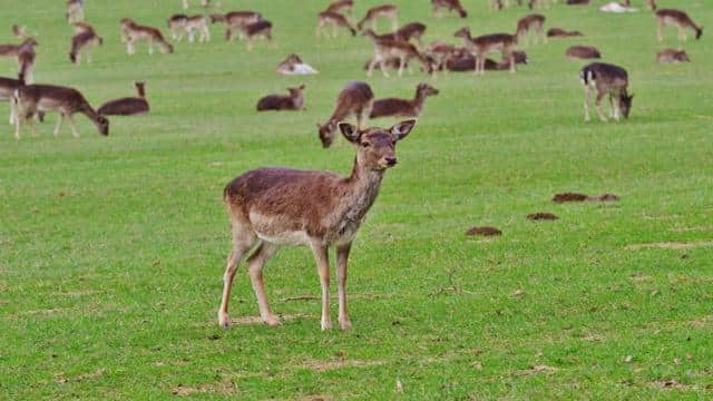 Zoo und Tierpark: Was ist der Unterschied?