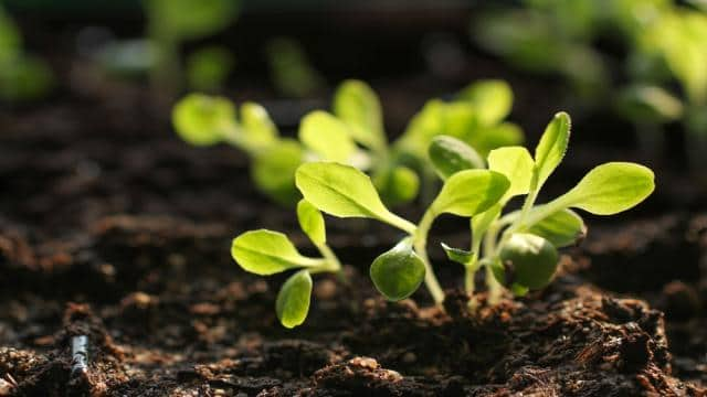 Was ist Anzuchterde? Unterschiede zu normaler Blumenerde