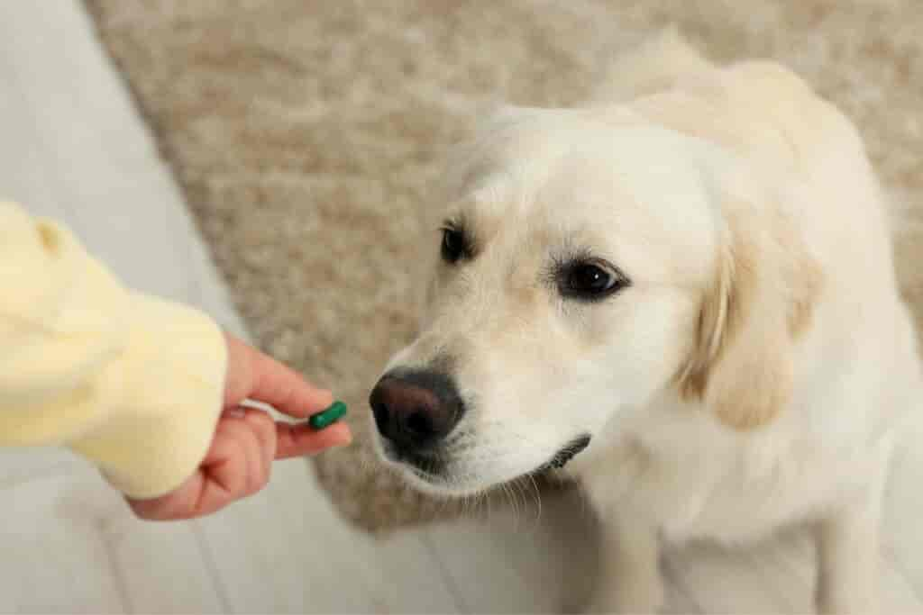 Hund mit Wasser im Bauch einschläfern lassen? (Antwort)