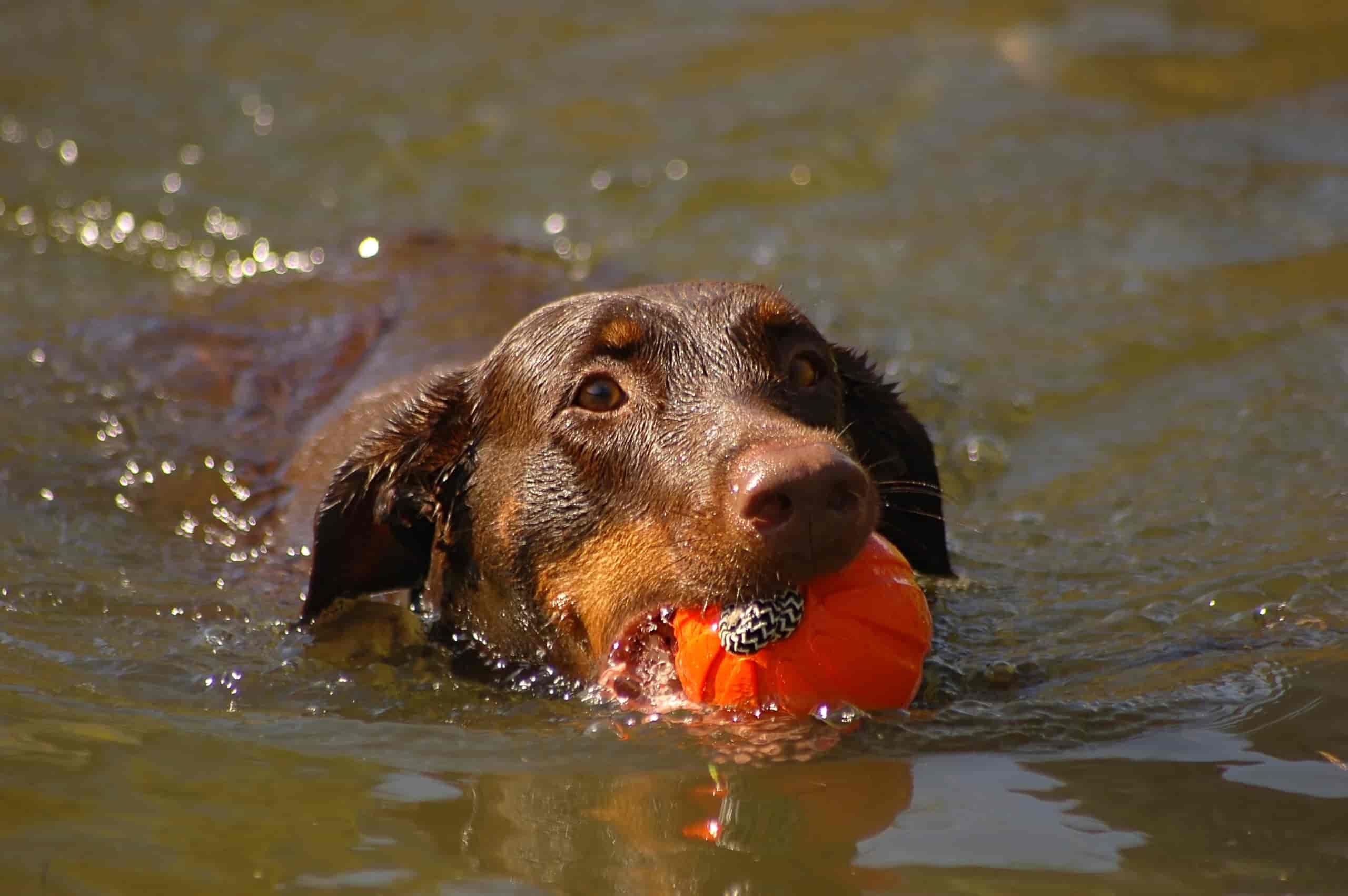 Wasservergiftung beim Hund: Symptome, Behandlung & Prävention