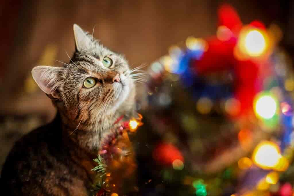 Katze & Weihnachtsbaum: So wird der Weihnachtsbaum katzensicher