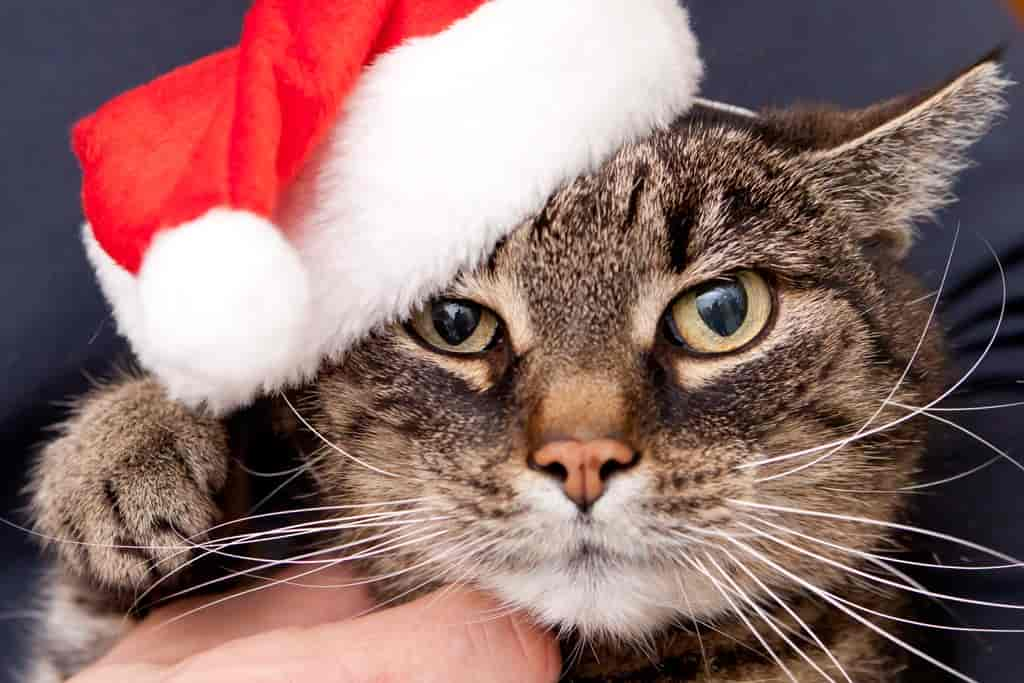 Die 10 besten Weihnachtsgeschenke für Ihre Katze