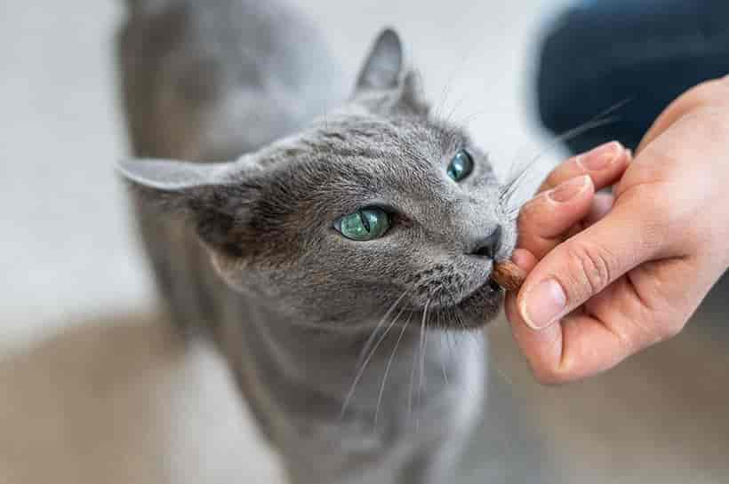 Tolle Geschenke für Katzen: So machst Du Deiner Samtpfote eine Freude