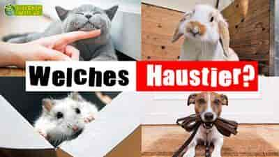 Welcher Hund passt zu mir?