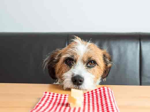 Dürfen Hunde Käse fressen?