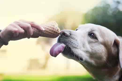 Dürfen Hunde Eis fressen? Besser nicht.