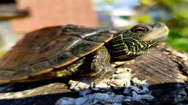 Wie alt werden Wasserschildkröten?