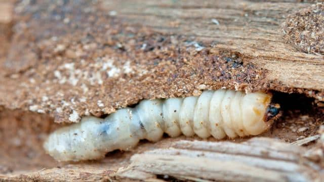 Holzwurm bekämpfen und vorbeugen - Mittel im Überblick