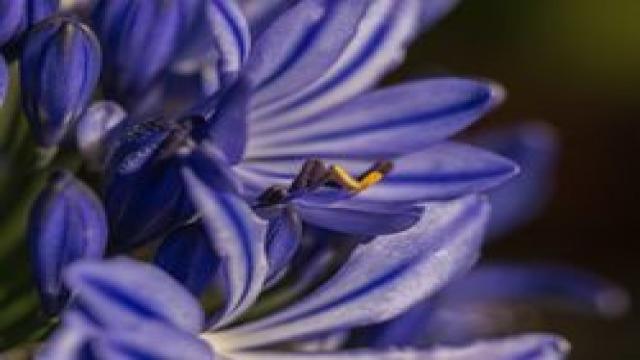 Der Agapanthus blüht nicht - Ursachen und Pflegetipps