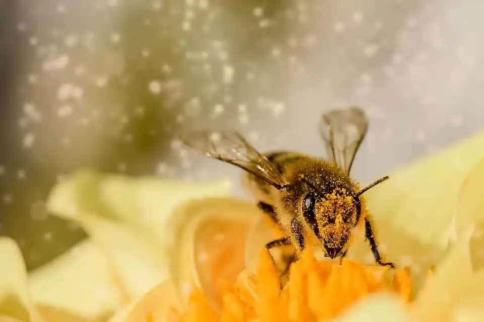 Wie kann man Pollen konsumieren?