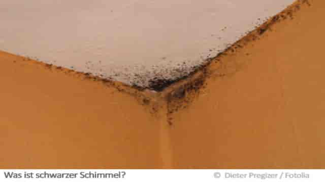 Was ist schwarzer Schimmel?