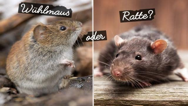 Wühlmaus oder Ratte im Garten? | 8 Unterschiede erkennen