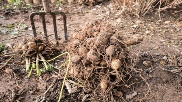 Dahlien & Gladiolen überwintern: Was ist zu beachten?