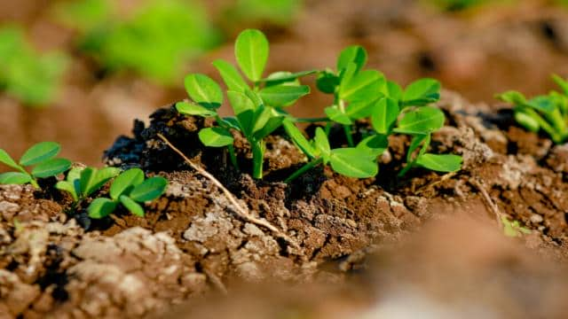 Erdnüsse: Anbau & Pflege der Erdnuss im eigenen Garten