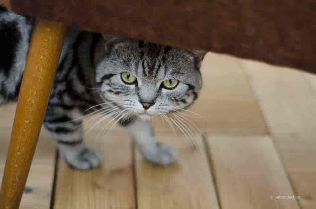 Fremdkörper im Verdauungstrakt der Katze