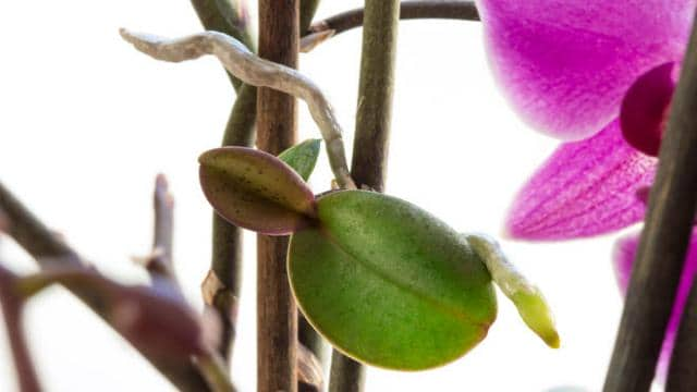 Orchidee vermehren                                   Orchideen vermehren: Ableger, Teilung, Stecklinge