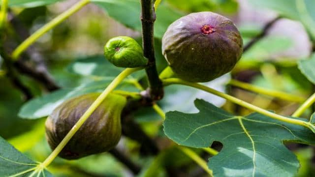 So einfach können Sie Ihren Feigenbaum vermehren