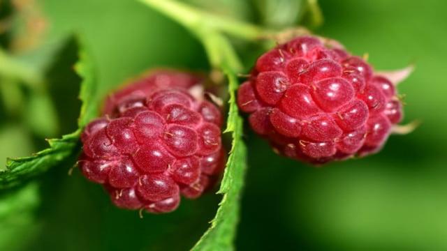 Himbeeren vermehren: Das musst du wissen