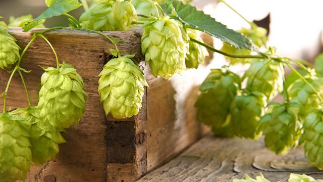 Hopfen pflanzen & vermehren: Experten-Tipps