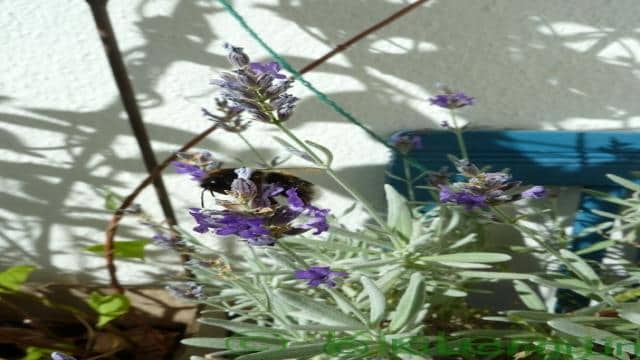 Lavendel durch Stecklinge vermehren