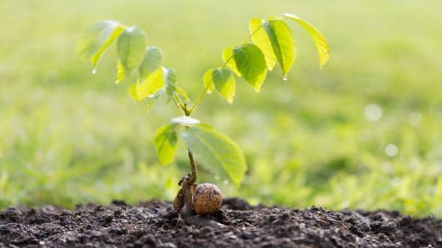 Walnussbaum vermehren – So klappt’s durch Früchte, Stecklinge und Ableger