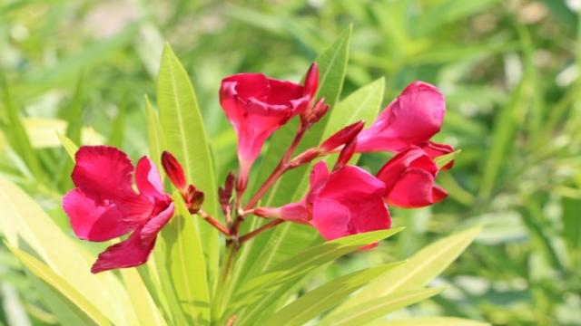 Oleander durch Stecklinge / Ableger vermehren – Anleitung in 7 Schritten