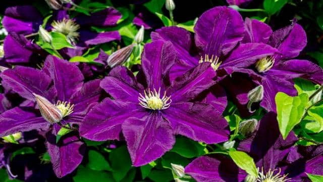 Wie kann man Clematis vermehren?