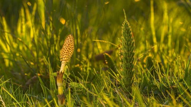 Ackerschachtelhalm-Sud: Wirkung, Herstellung und Anwendung im Garten