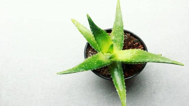 Aloe-Vera-Ableger: Selber ziehen und einpflanzen