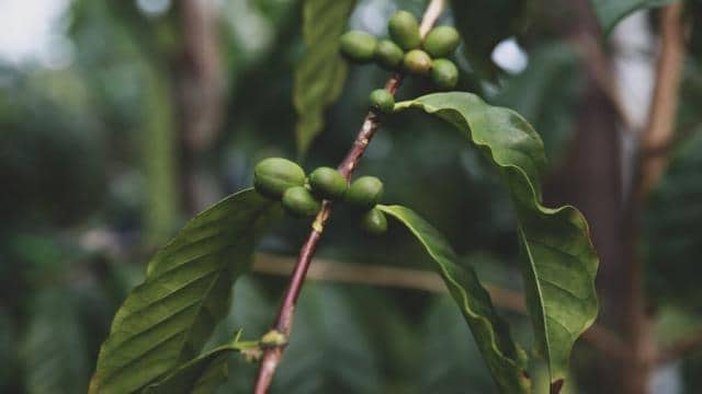 Americano Kaffee: Einfache Zubereitung und Genuss