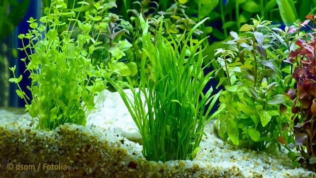 Ratgeber Aquarium: Boden reinigen und sauber halten