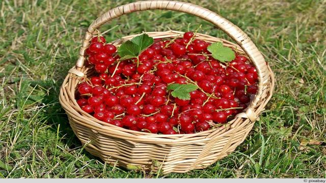 Johannisbeeren entsaften: wenige Schritte für den perfekten frischen Saft