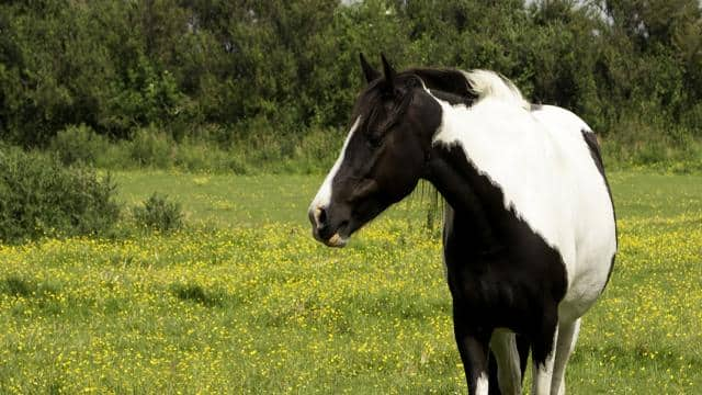 Pellets aus Pferdeäpfeln – Sinnvoll oder doch wieder nur Mist?