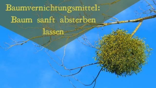 Baumvernichtungsmittel: Baum sanft absterben lassen