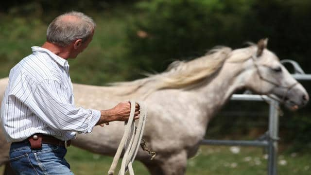 Bodenarbeit mit dem Pferd