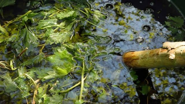 Brennesseljauche – das muss beim Herstellen, Ansetzen und Anwenden beachtet werden