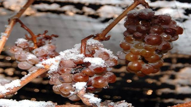 Eiswein selber machen