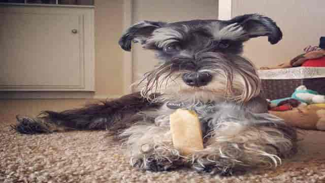 Kauknochen für Hunde – nur lecker oder auch gesund?