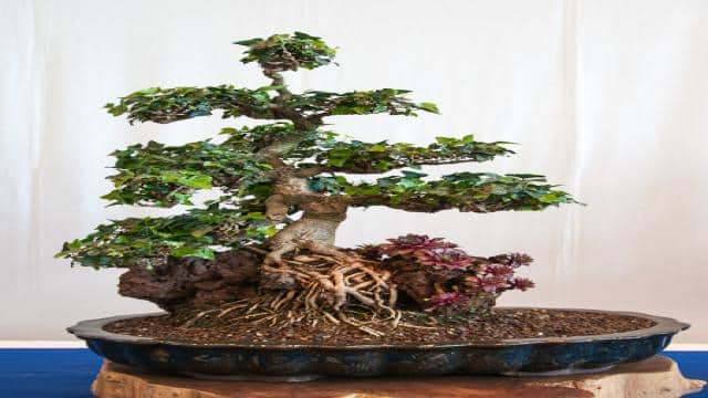 Hedera helix – Efeu als Bonsai