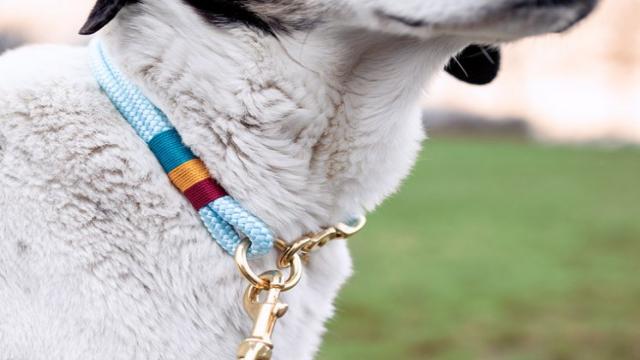 Hundehalsband selber machen aus Tau